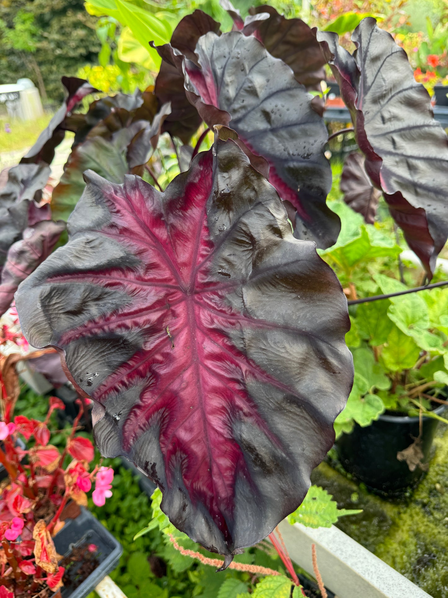 Colocasia Redemption