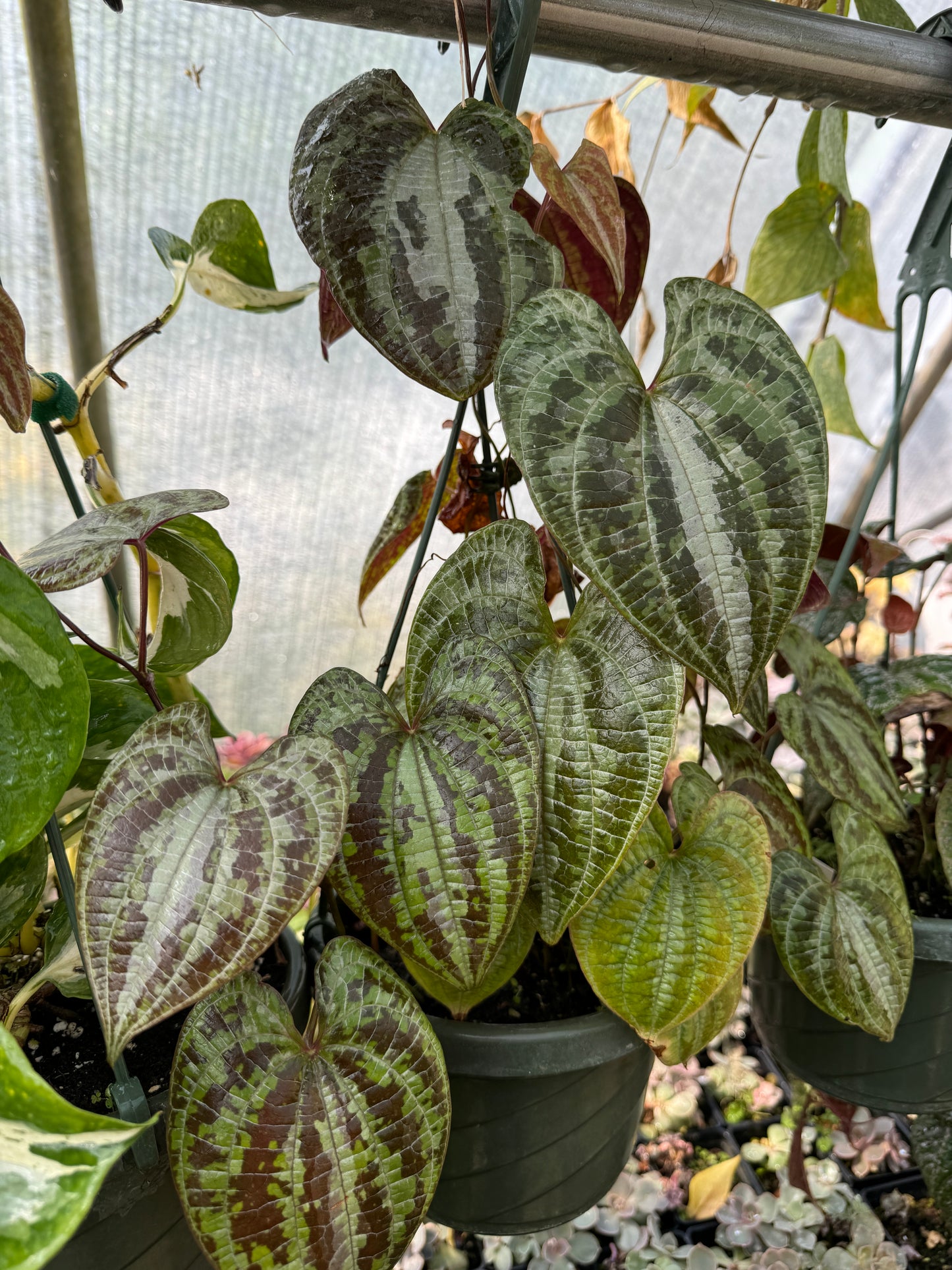 Dioscorea discolor