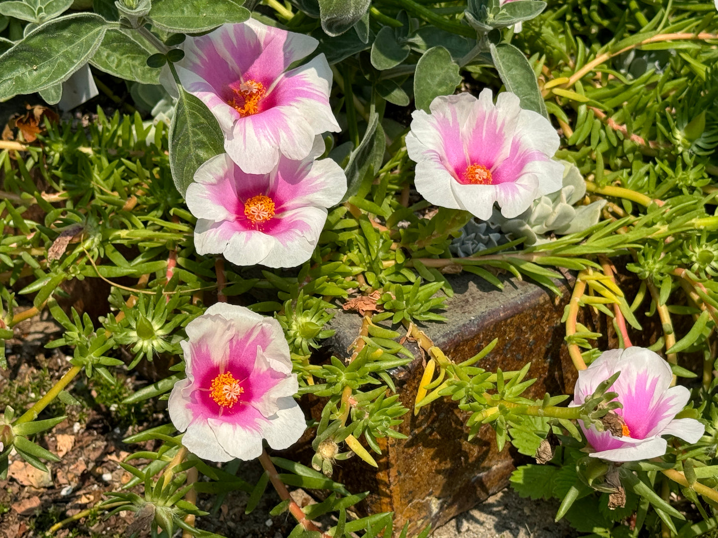 Portulaca grandiflora Peppermint