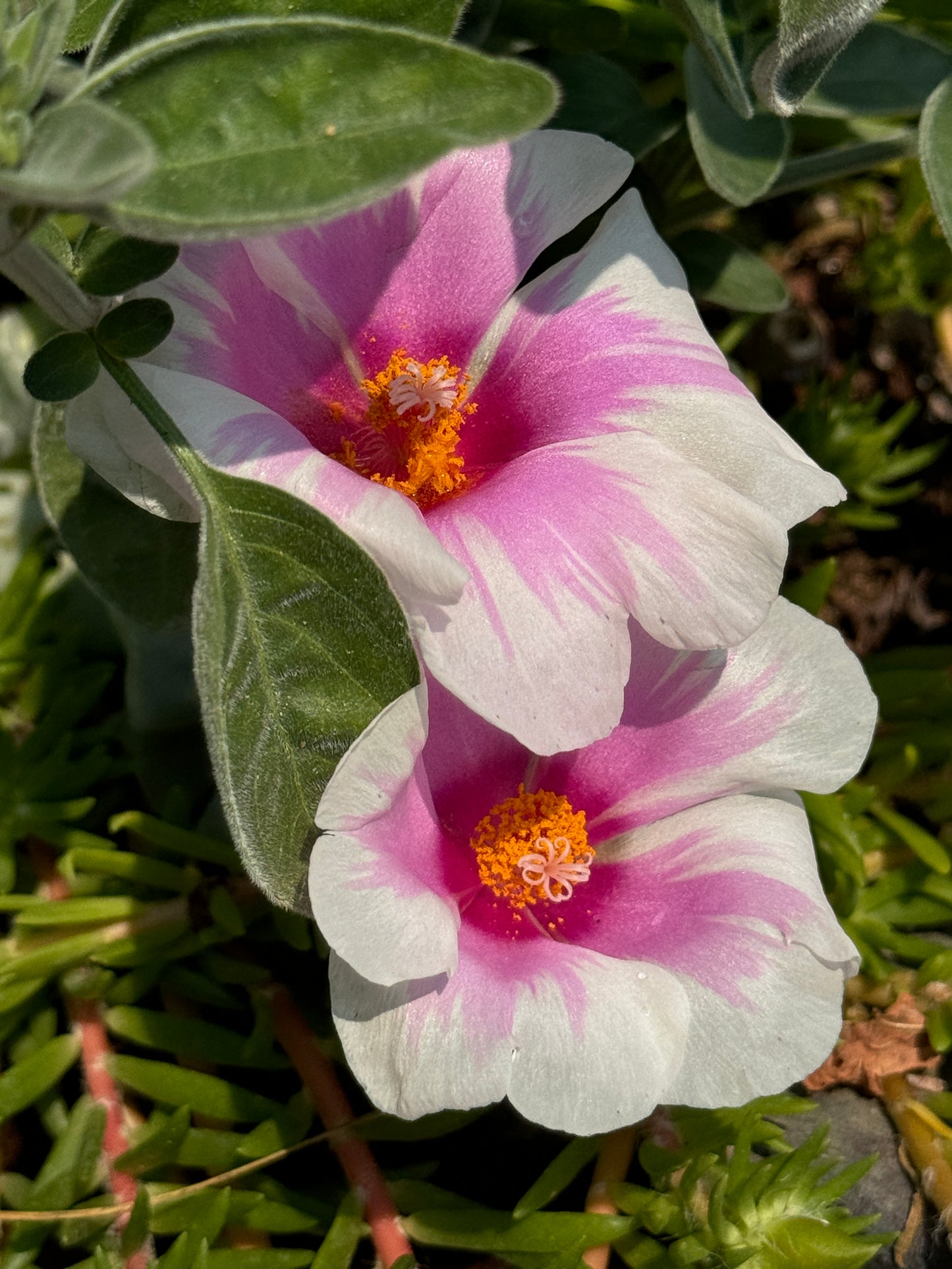 Portulaca grandiflora Peppermint