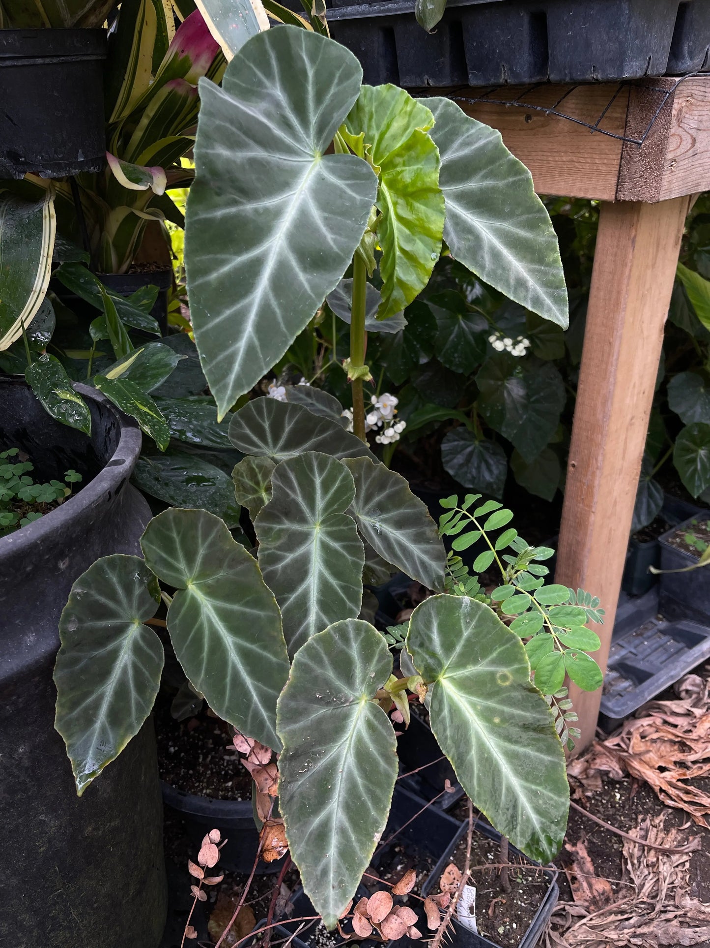 Begonia angularis - Mason House Garden