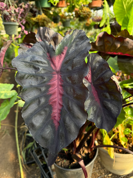 Colocasia Redemption