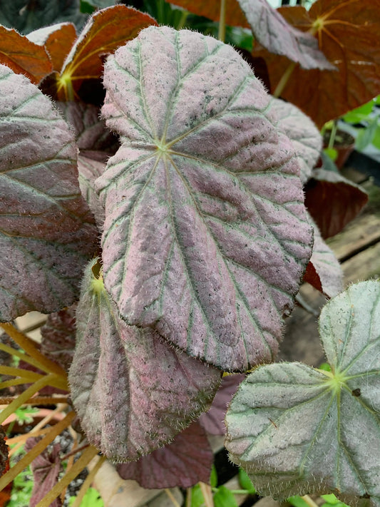 Begonia Passing Storm - Mason House Garden