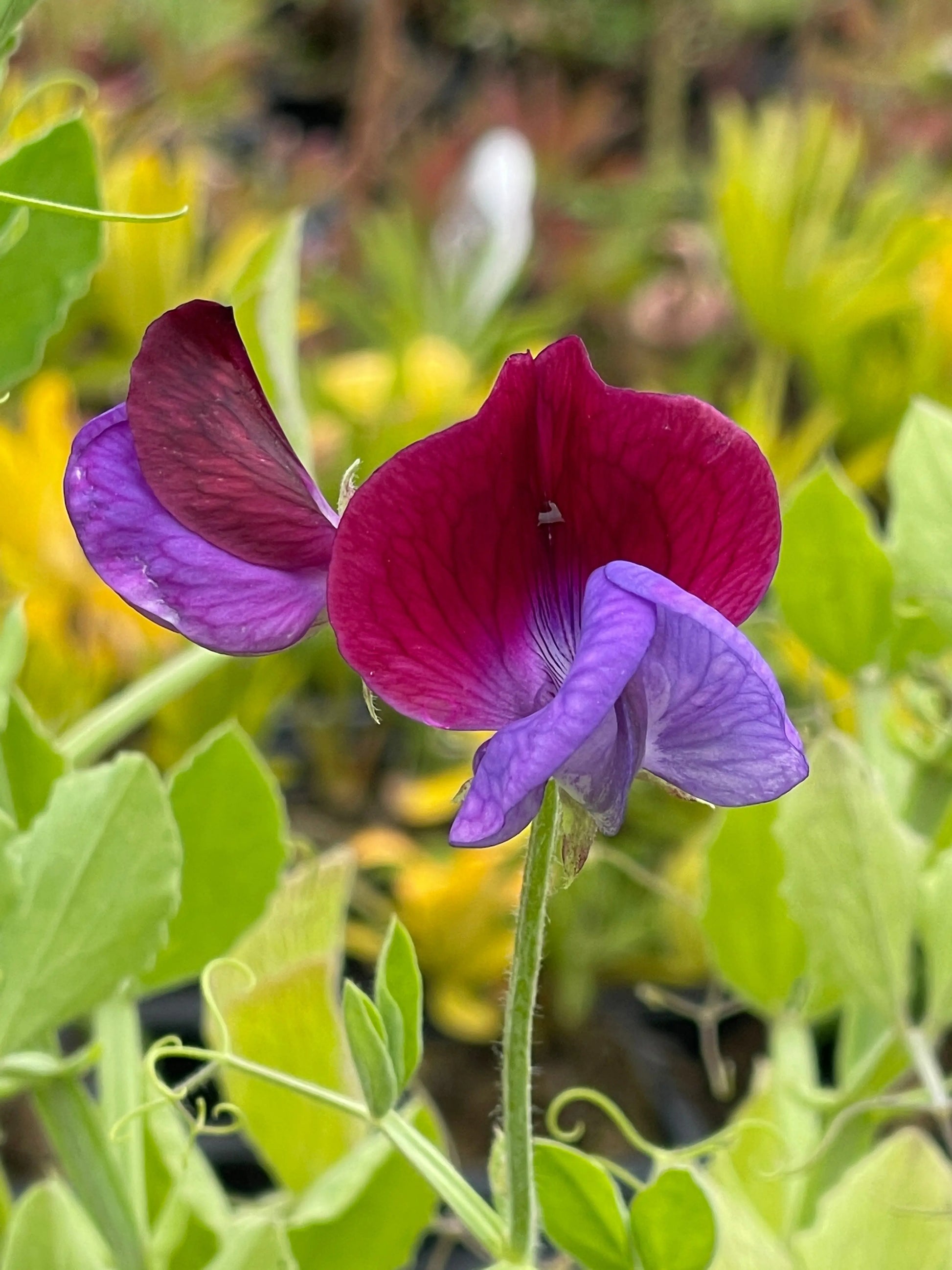 Sweet Pea Cupani - Mason House Garden