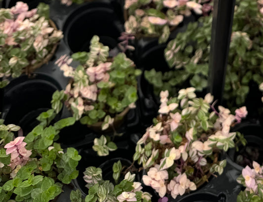 Callisia repens Bianca
