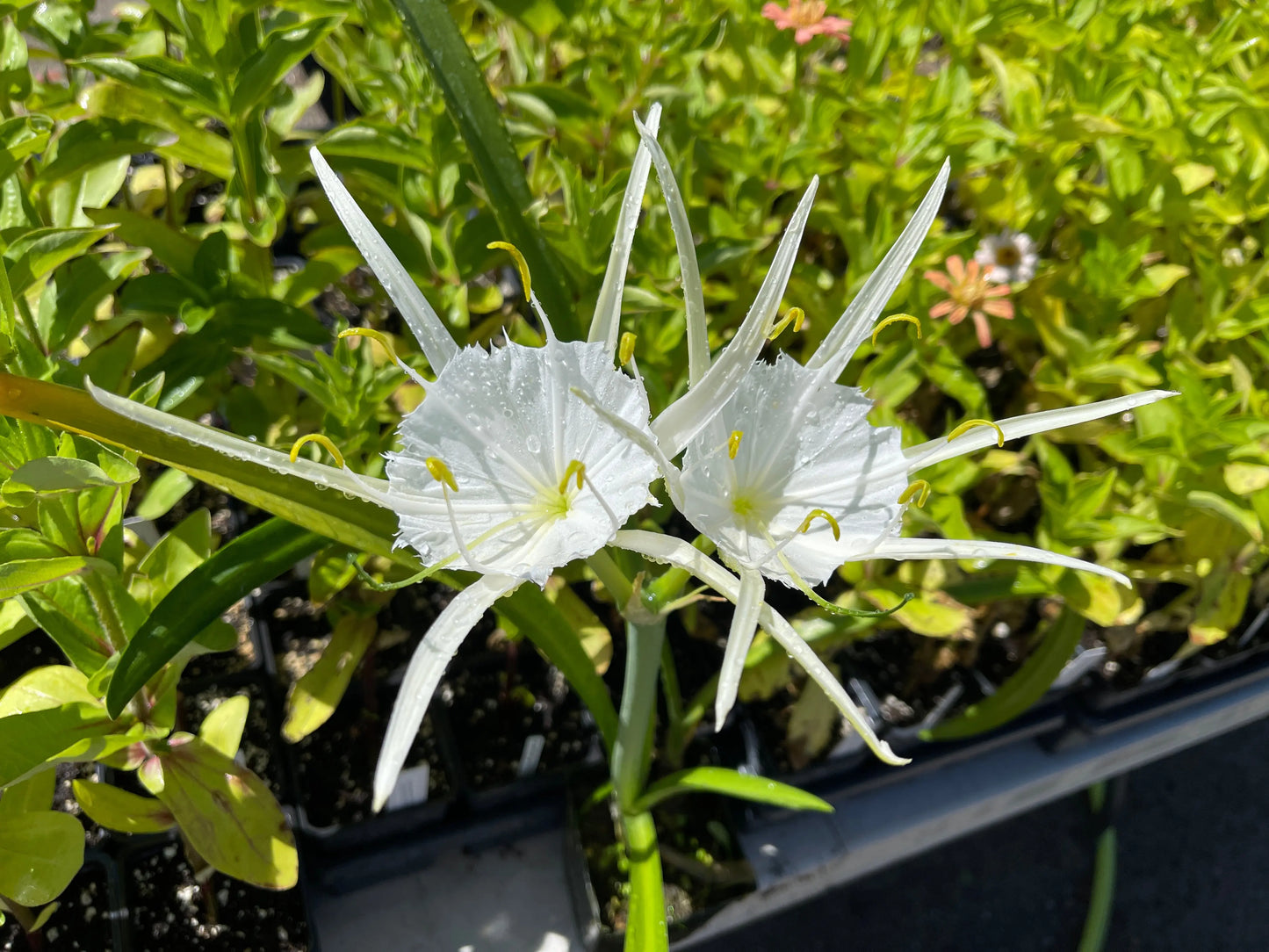 Hymenocallis spp - Mason House Garden