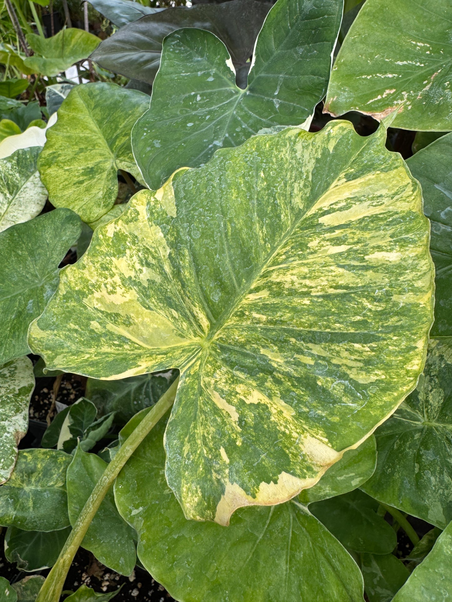 Alocasia odora Yellow Variegated