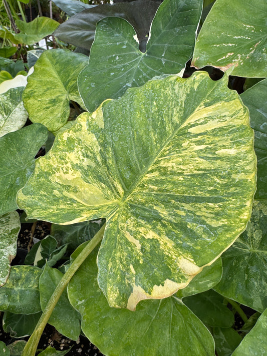 Alocasia odora Yellow Variegated