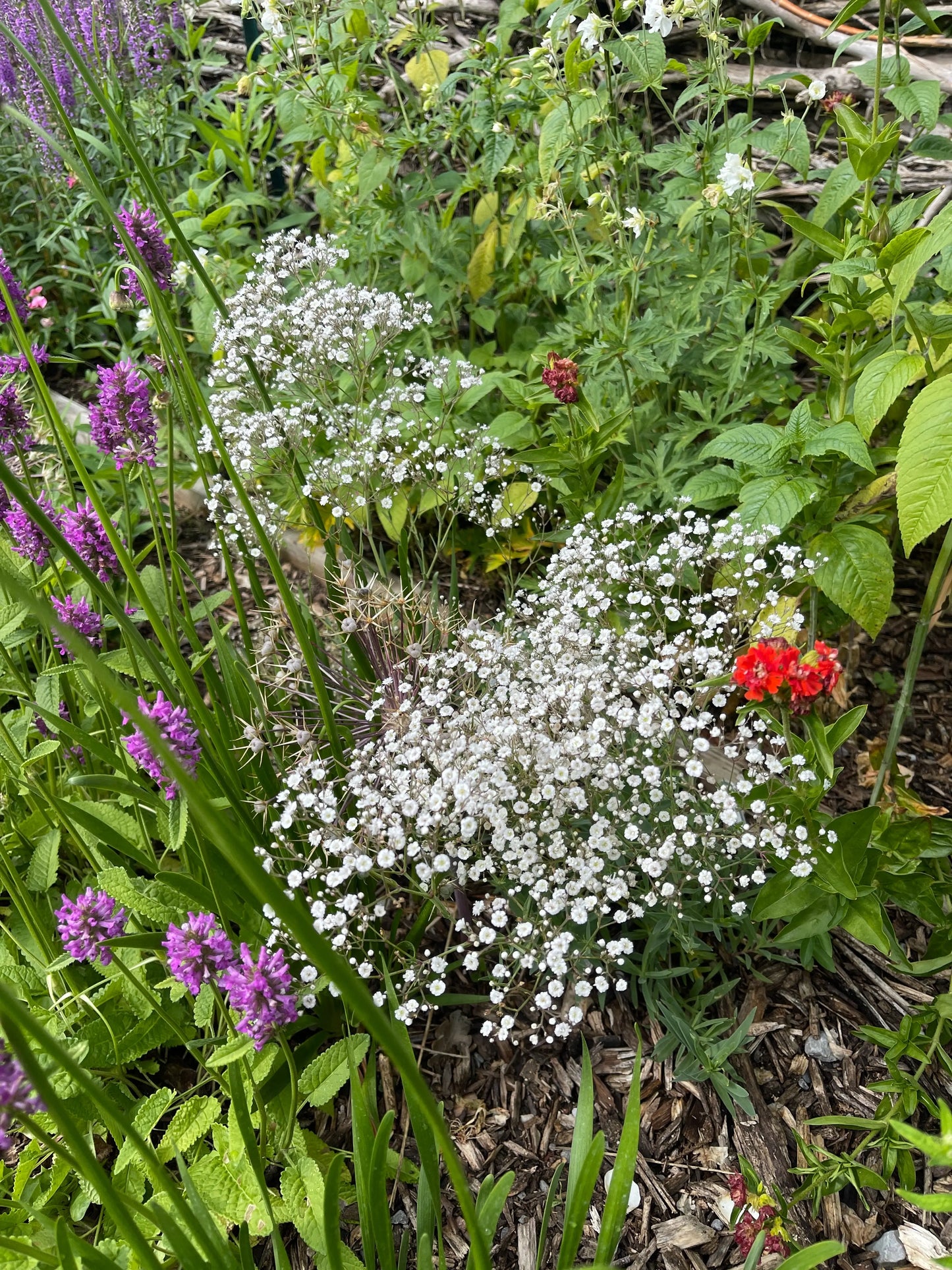 Gypsophila Summer Sparkles - Mason House Garden