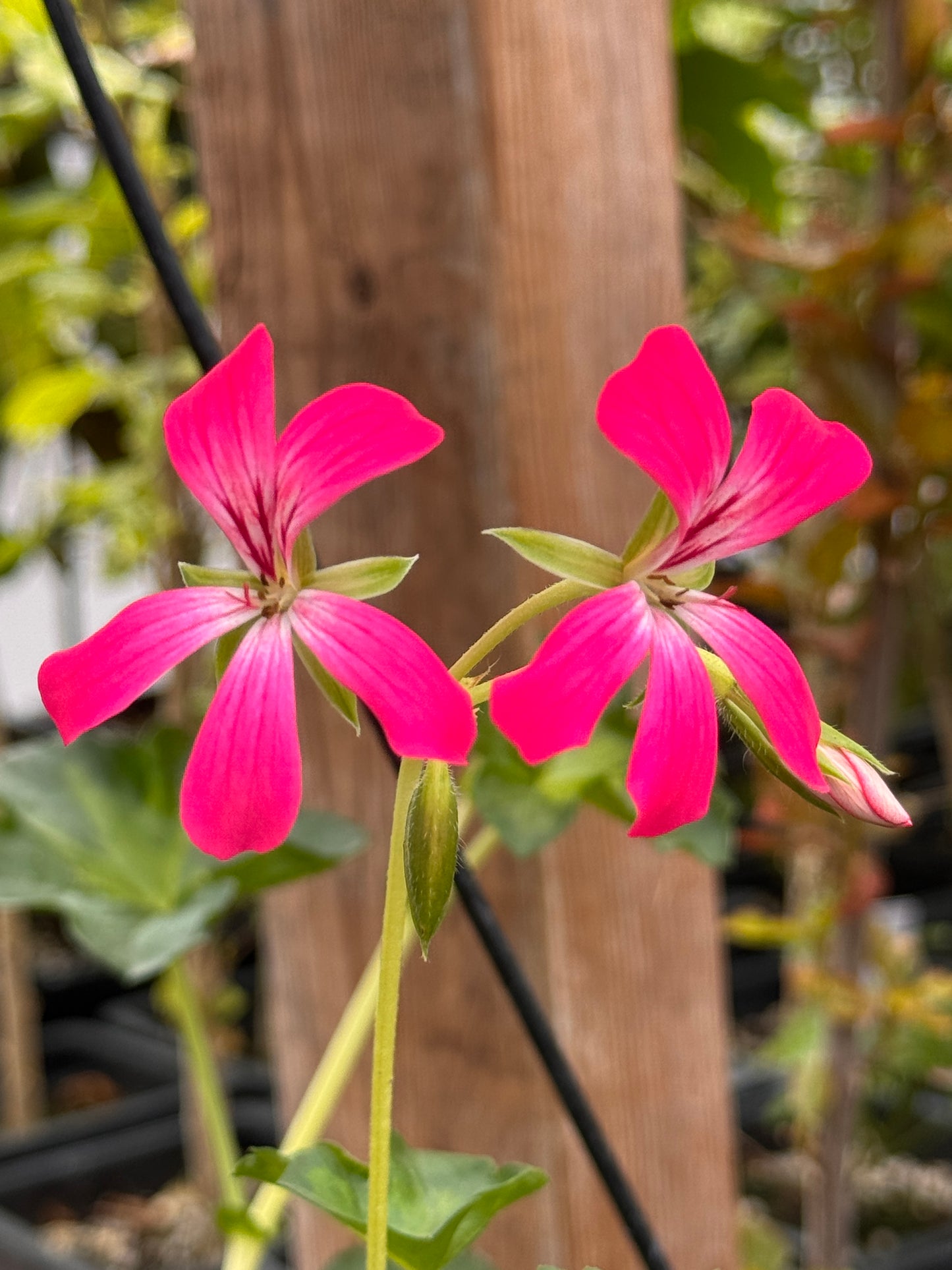 Pelargonium Cascade Acapulco