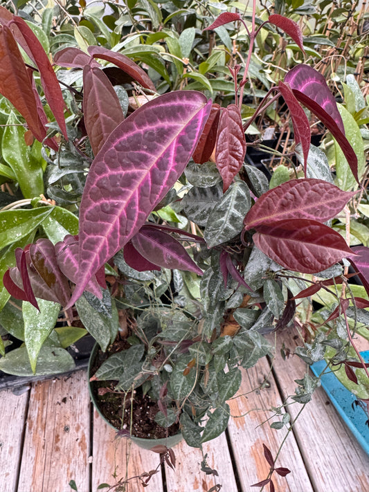 Bignonia argyro Violacea