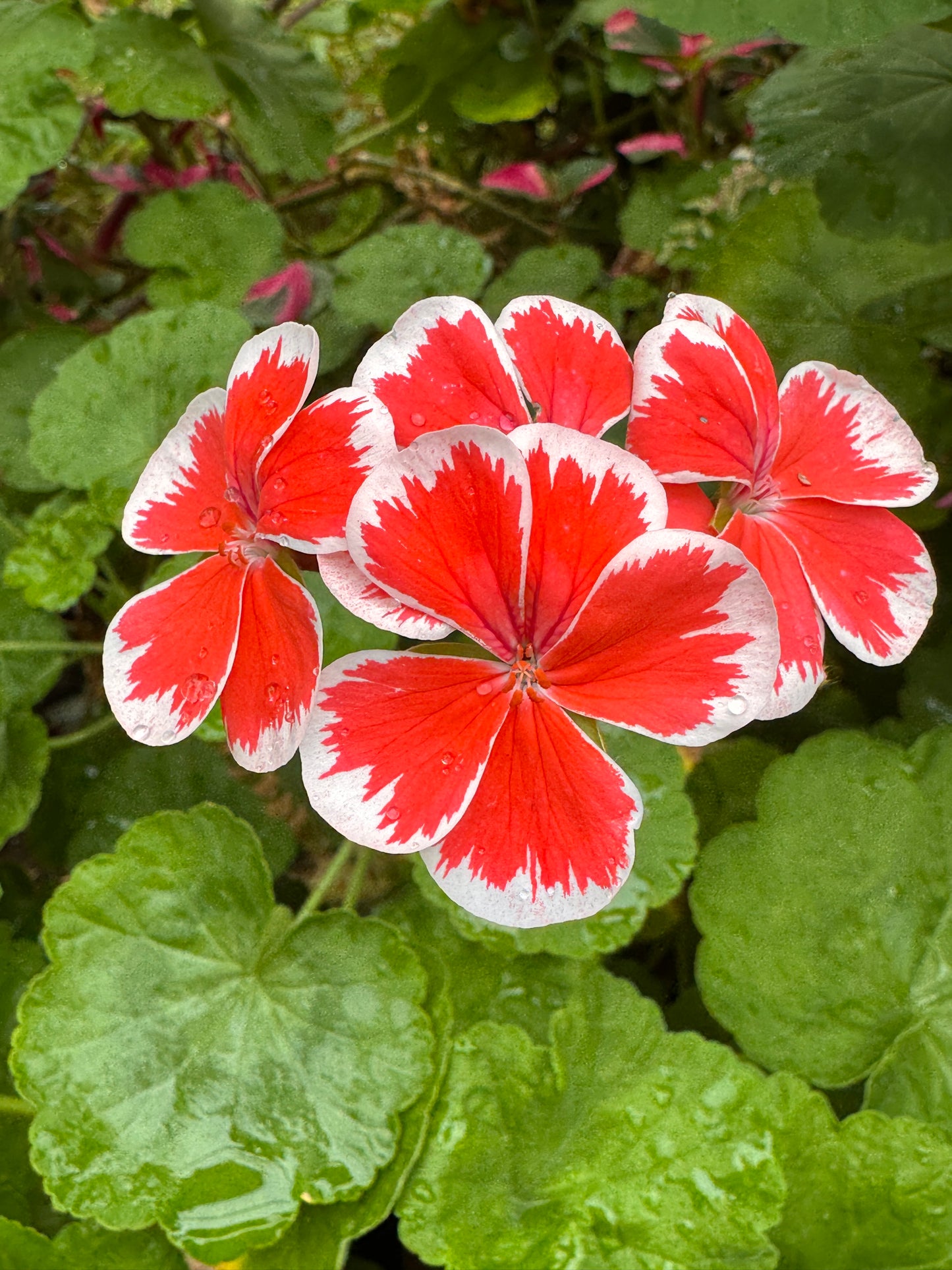 Pelargonium Mr Wren