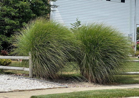 Miscanthus sinensis Gracillimus
