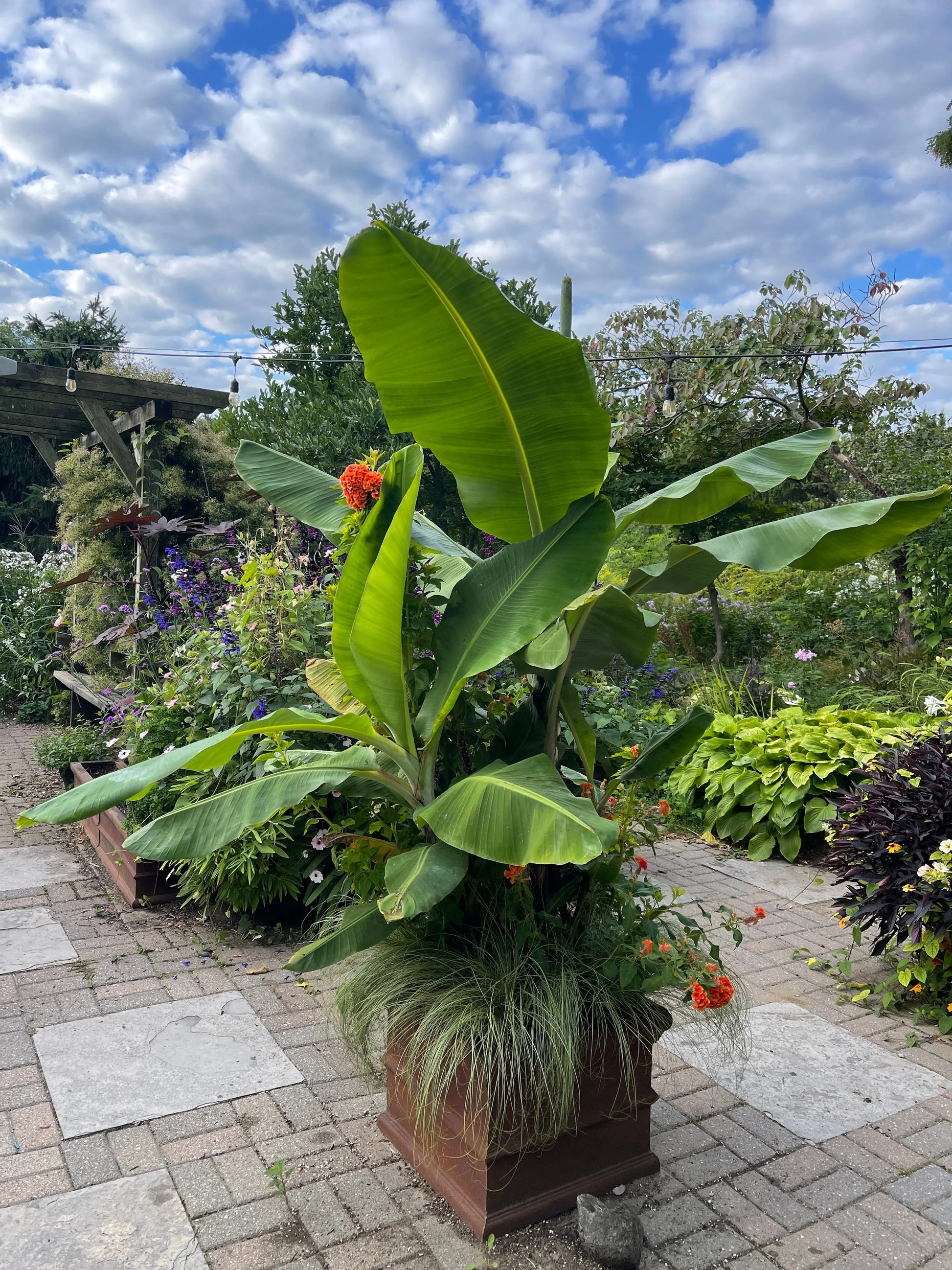 Musa Grande Nain - Mason House Garden