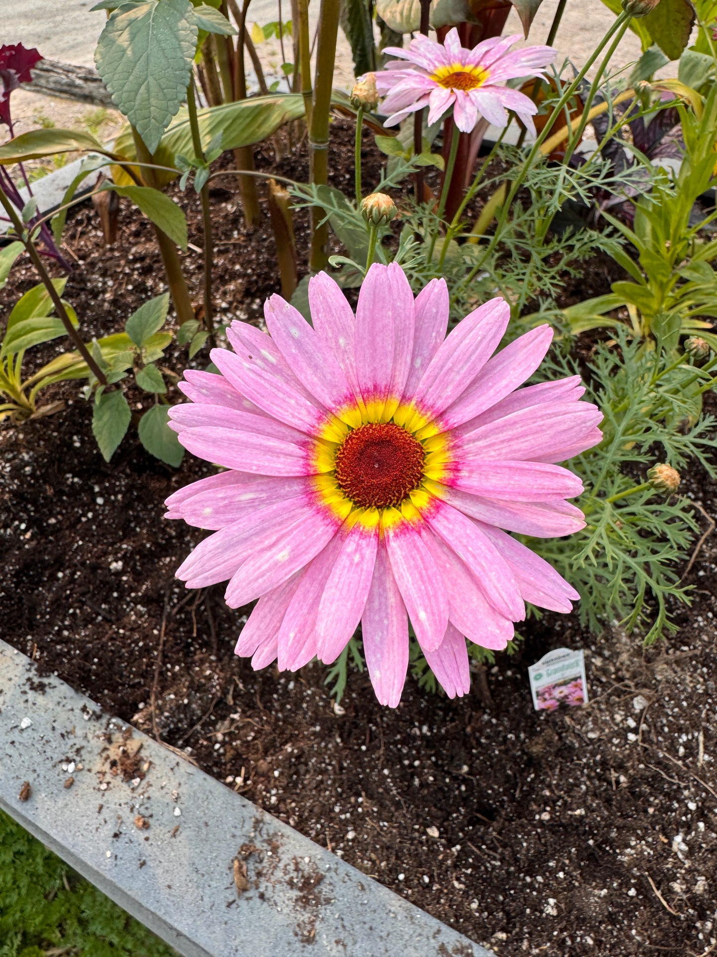 Argyranthemum Pink Halo Improved