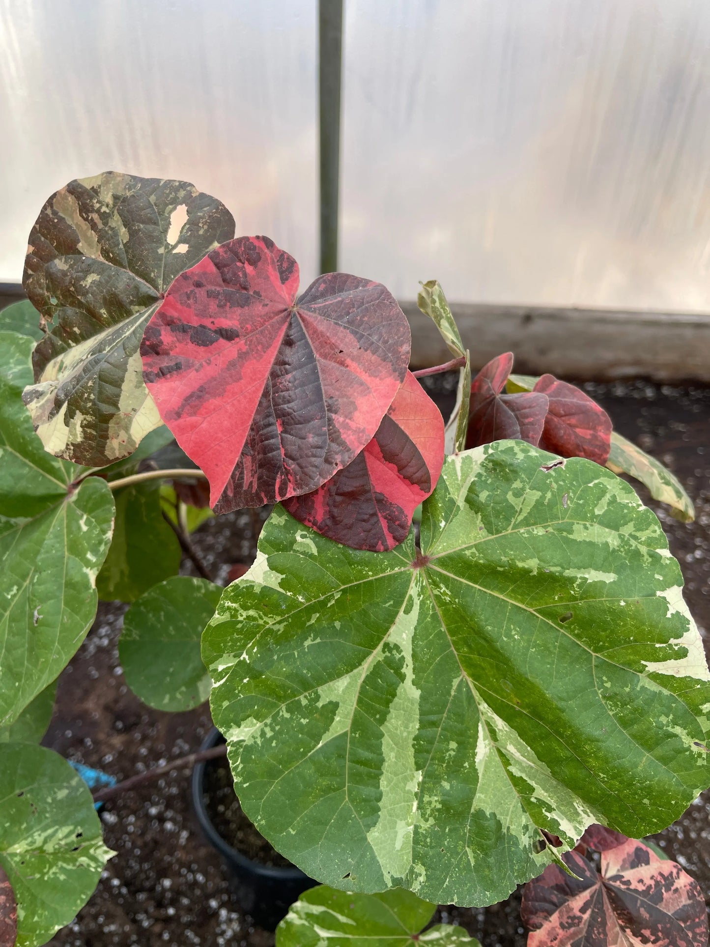 Hibiscus tiliaceus Tricolor - Mason House Garden