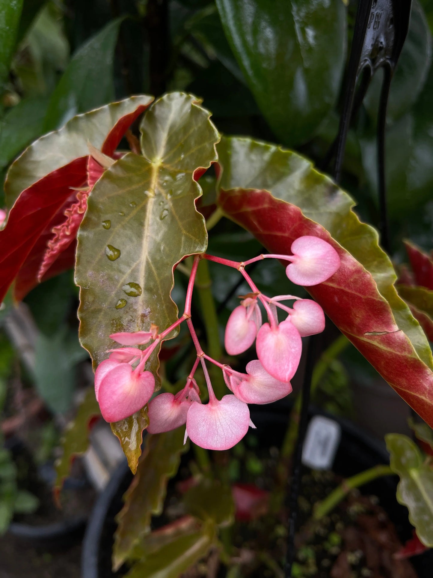 Begonia Jim's Cotton Candy - Mason House Garden