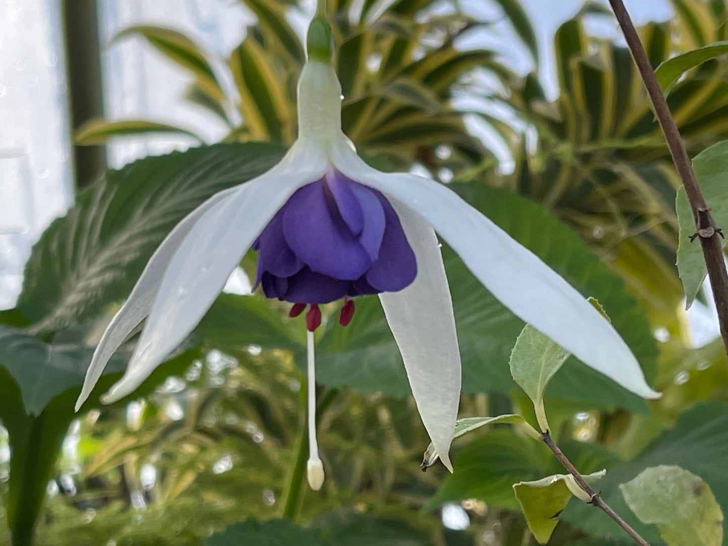 Fuchsia Blue Angel - Mason House Garden