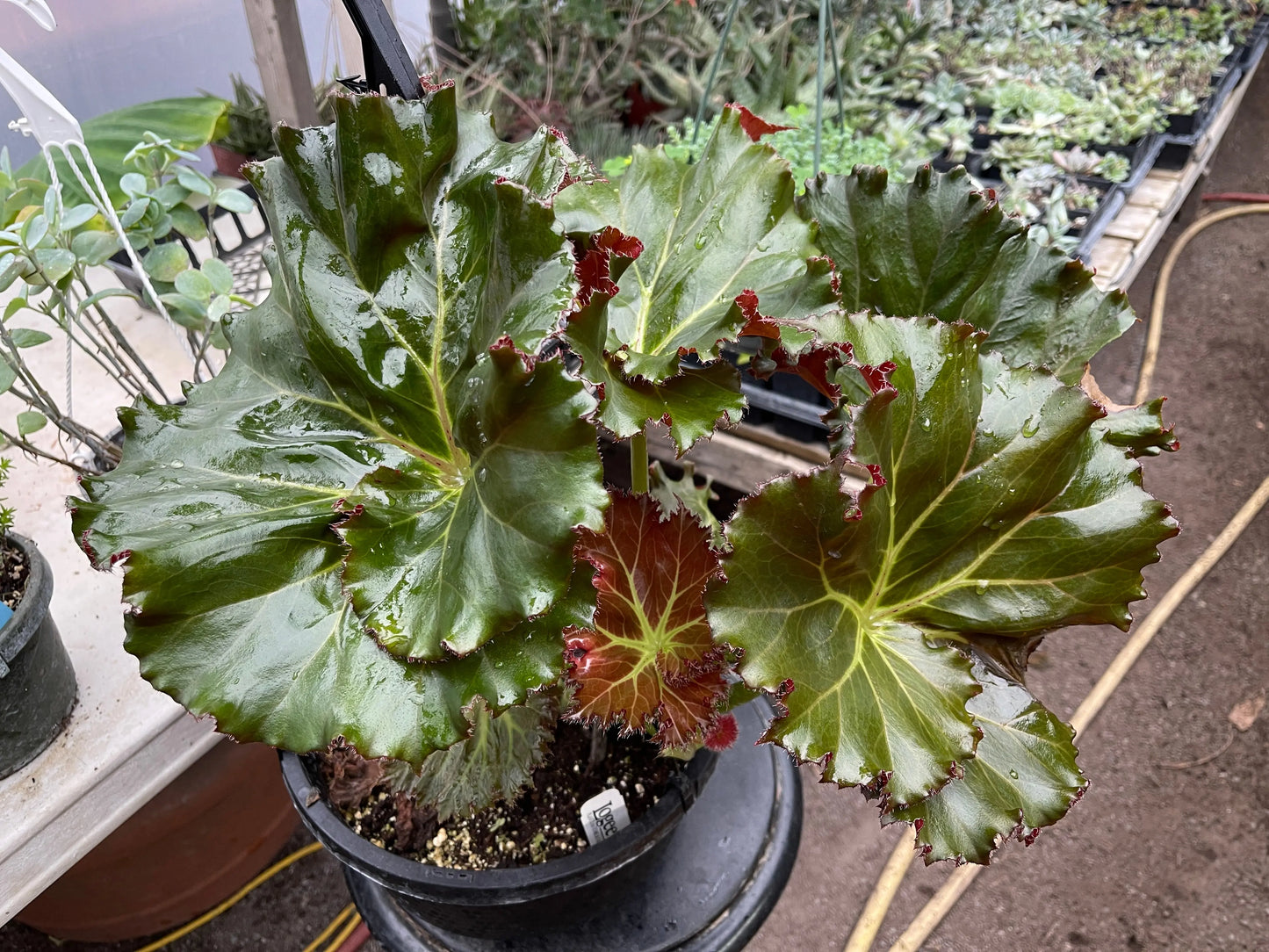 Begonia Madame Queen - Mason House Garden