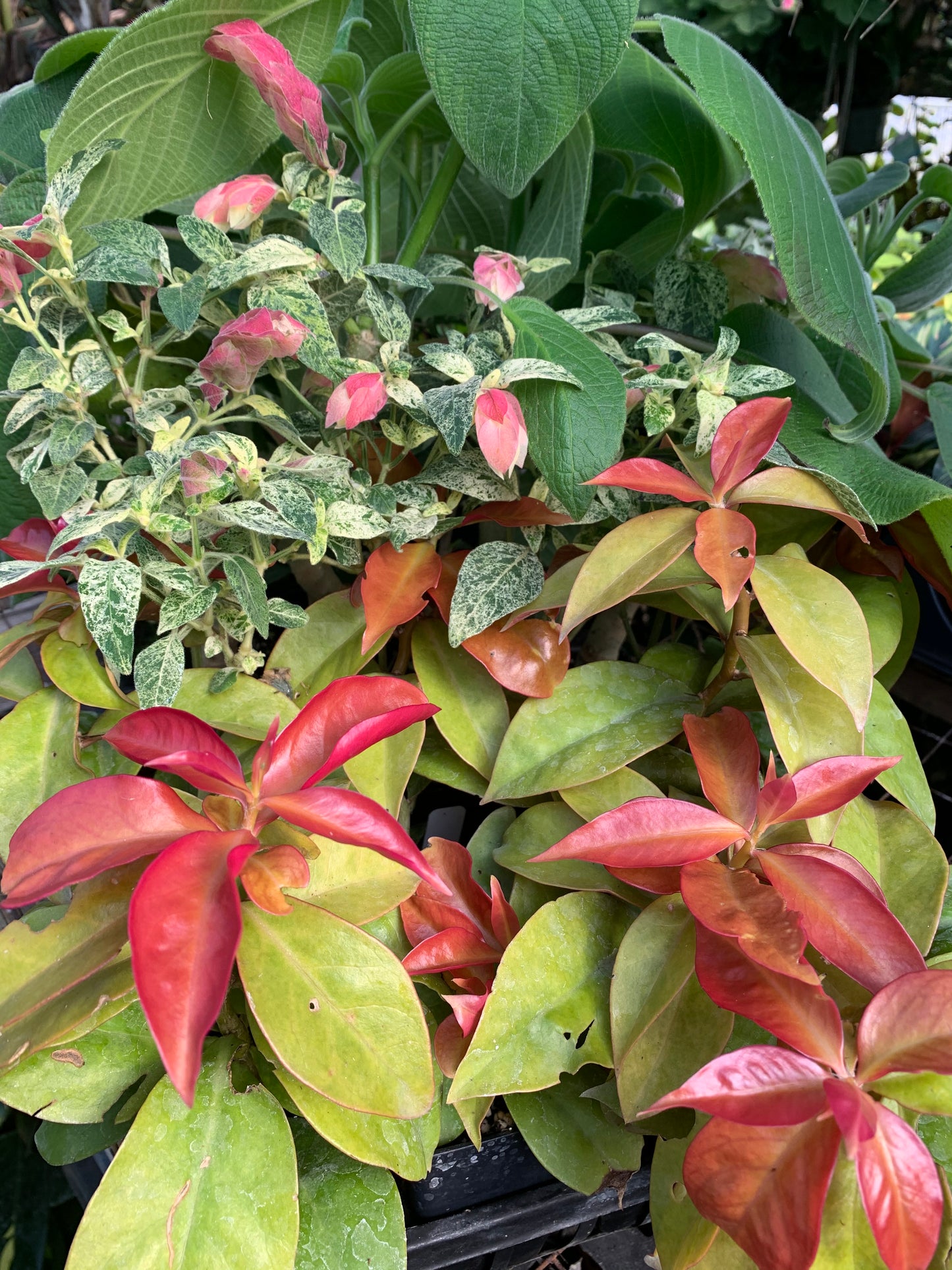 Pereskia aculeata Godseffiana