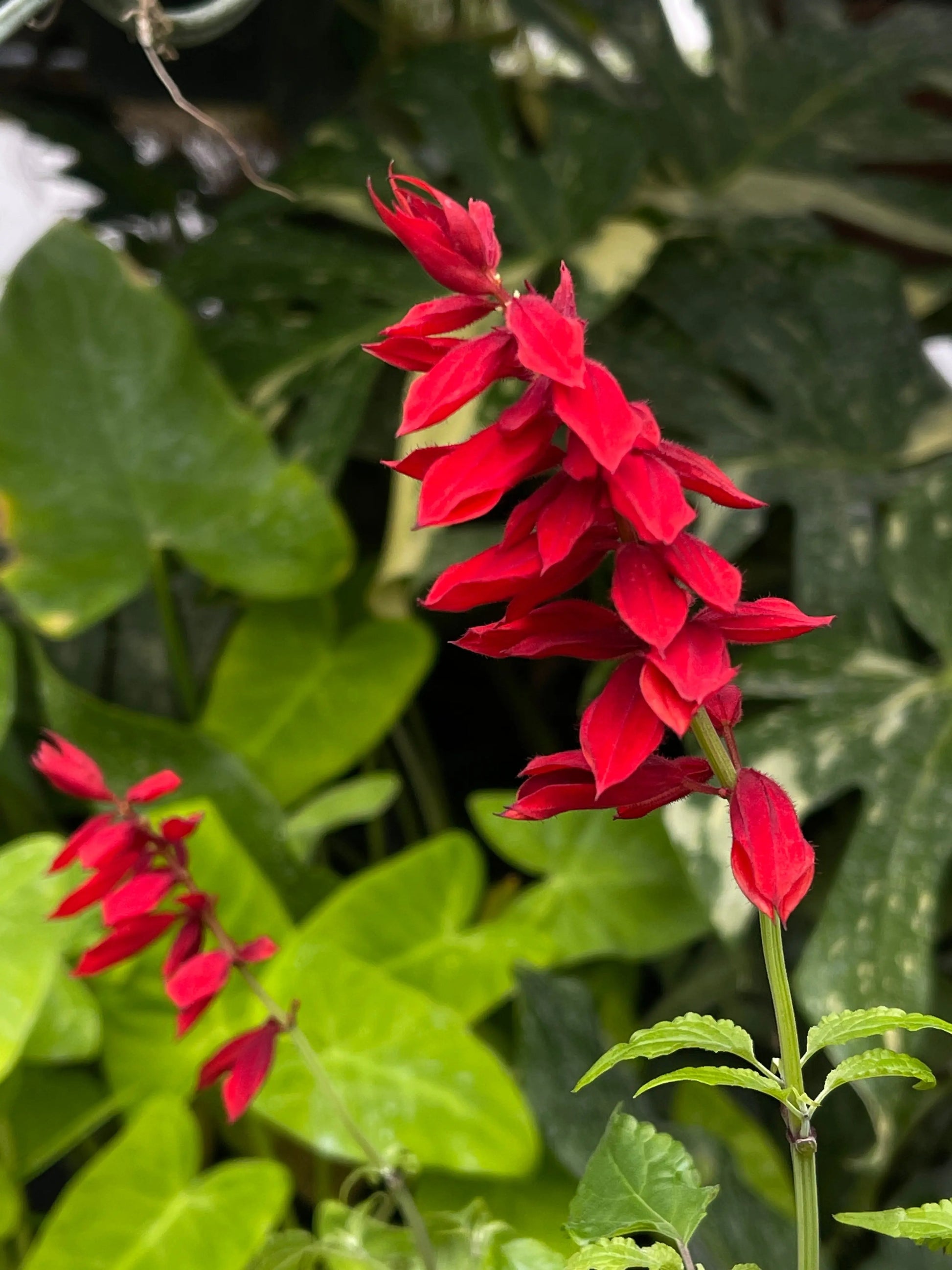 Salvia van houttii - Mason House Garden