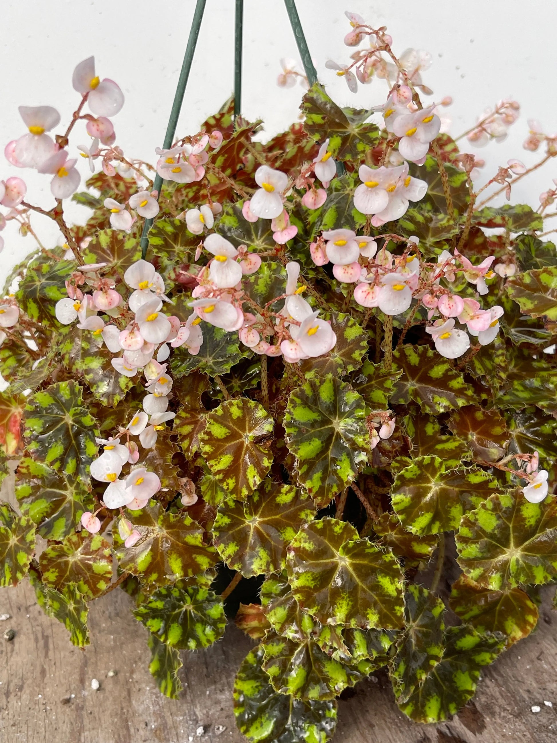 Begonia Kit Kat - Mason House Garden