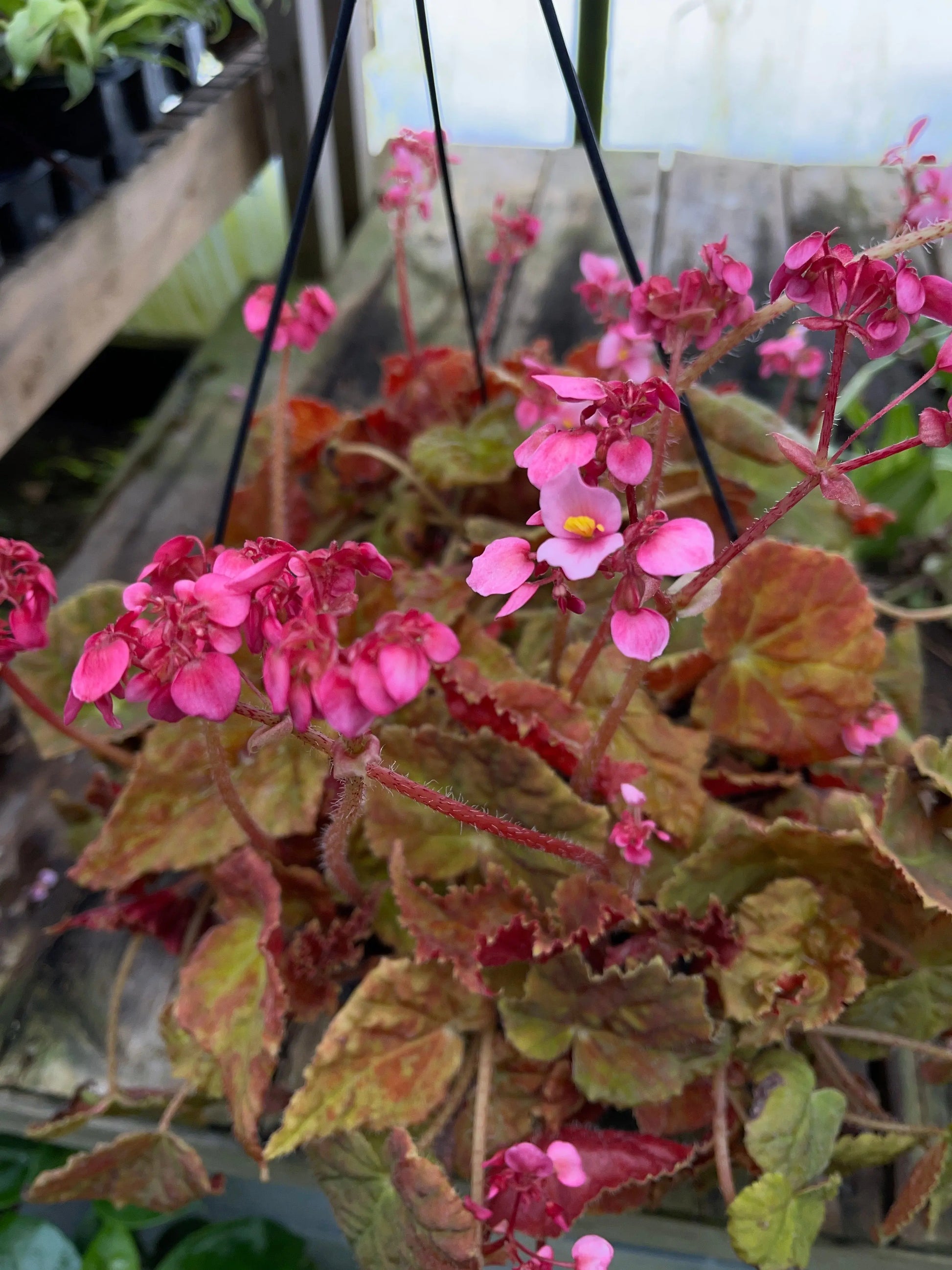 Begonia Autumn Embers - Mason House Garden