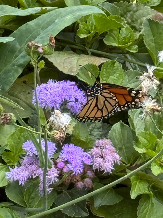 Ageratum Monarch Magic