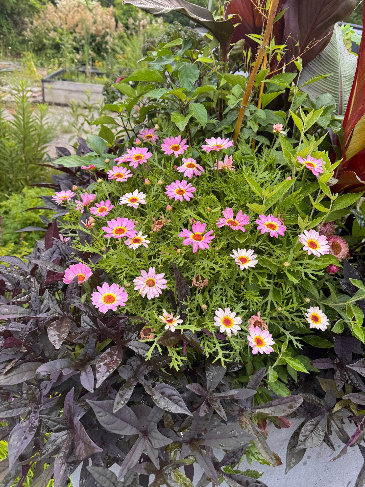Argyranthemum Pink Halo Improved