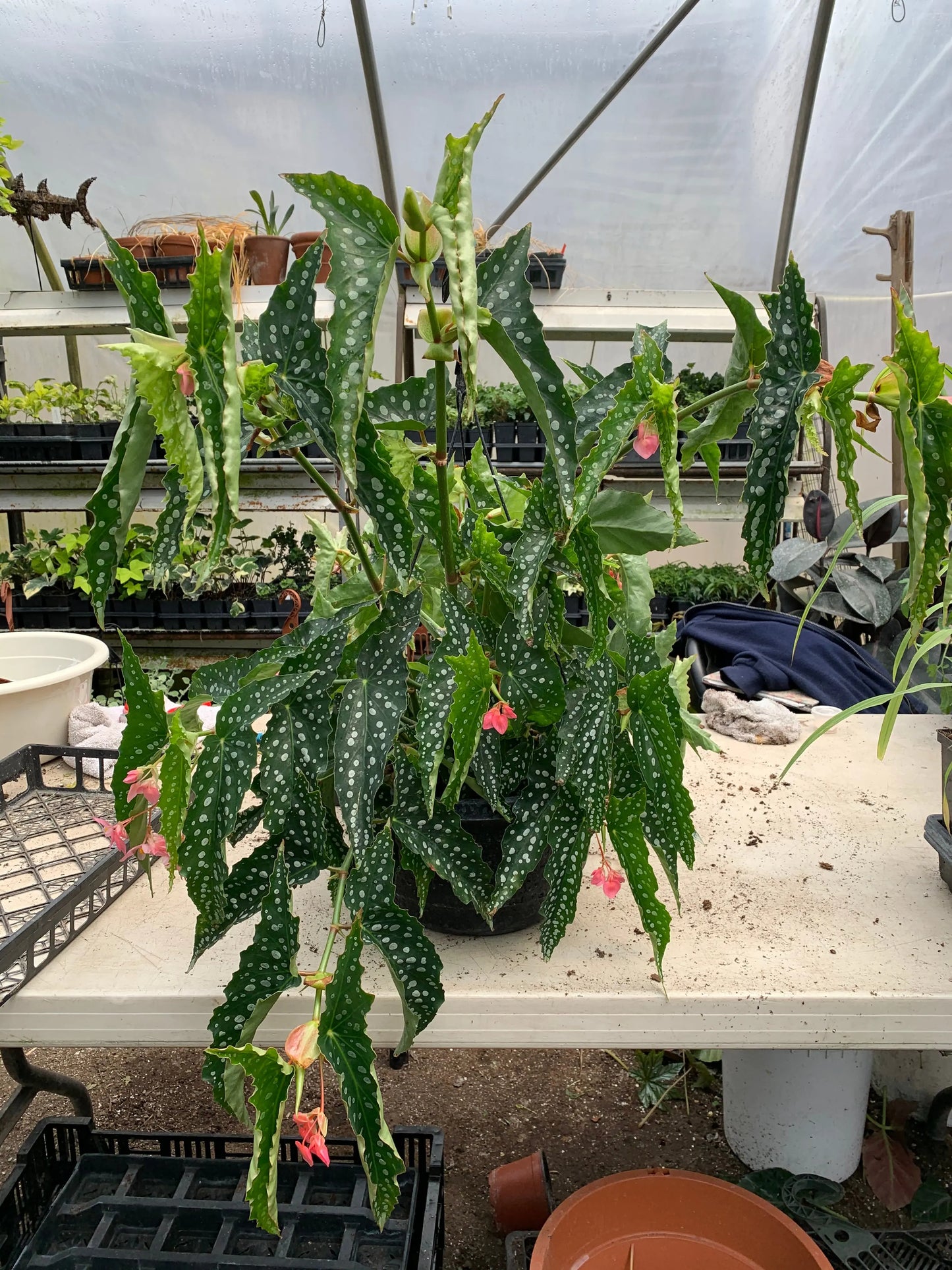 Begonia My Special Angel - Mason House Garden