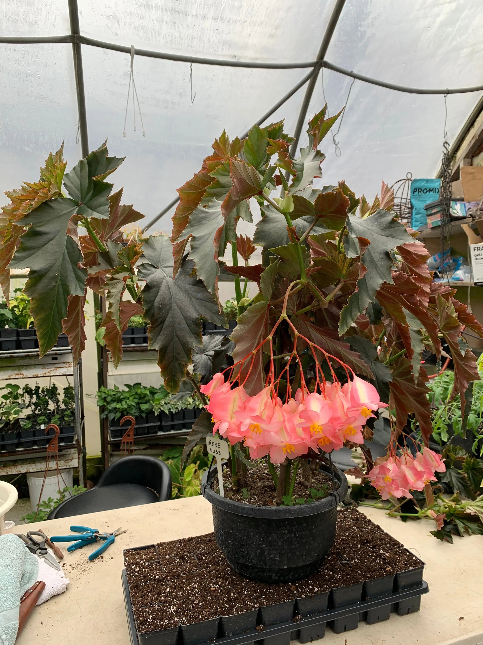 Begonia Irene Nuss - Mason House Garden