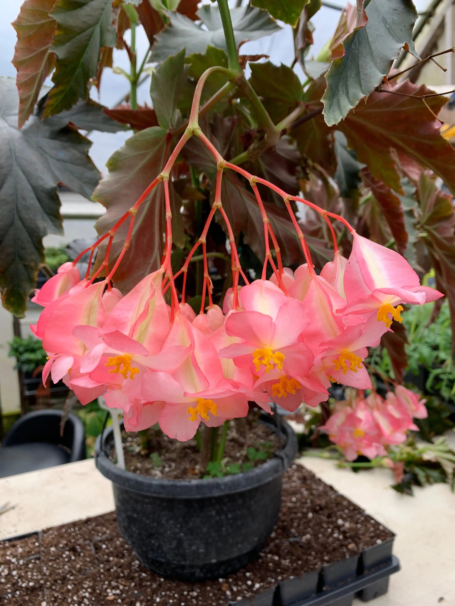 Begonia Irene Nuss - Mason House Garden