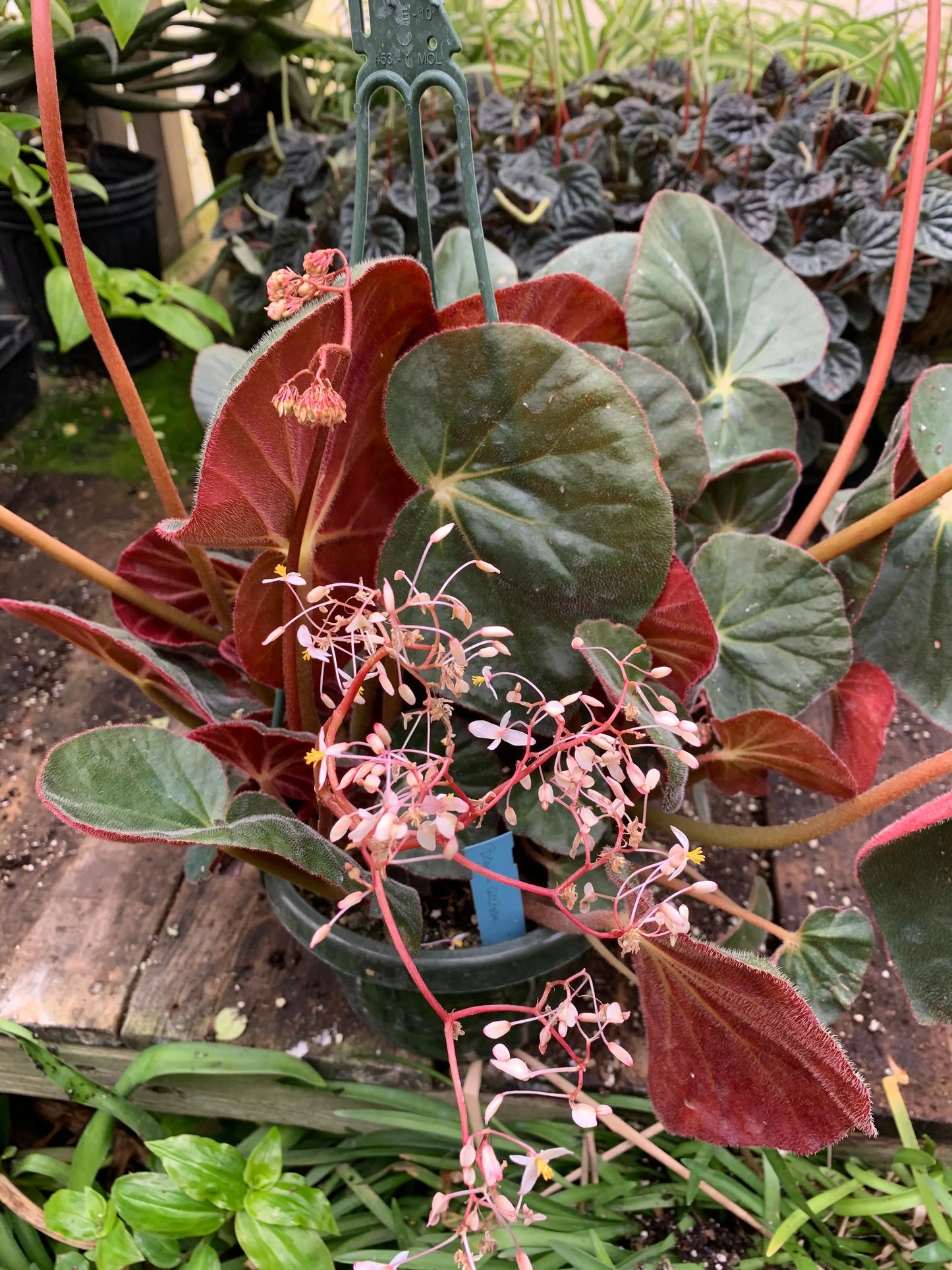 Begonia acetosa - Mason House Garden