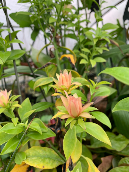 Pereskia aculeata