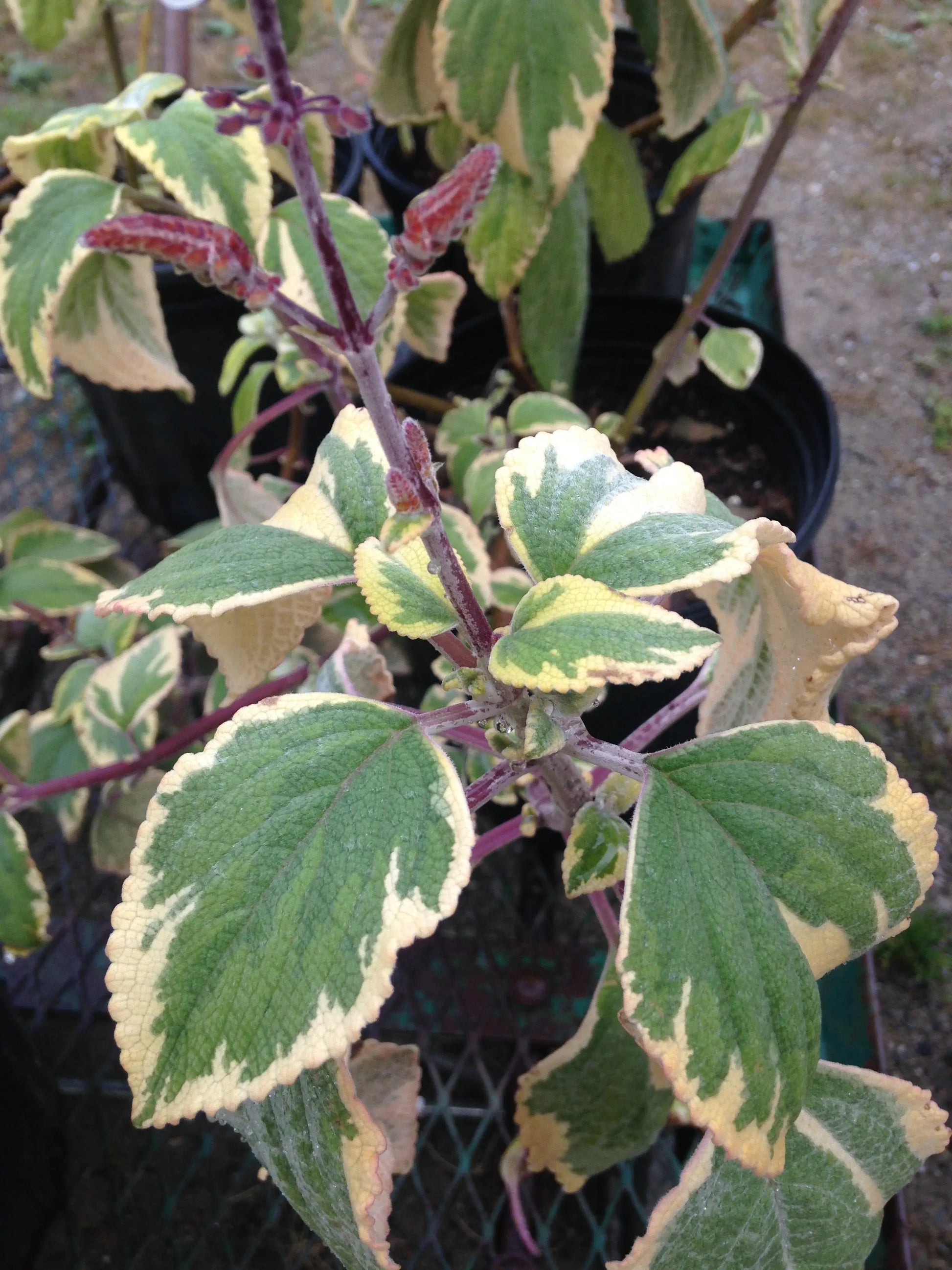 Plectranthus argentatus Hill House - Mason House Garden