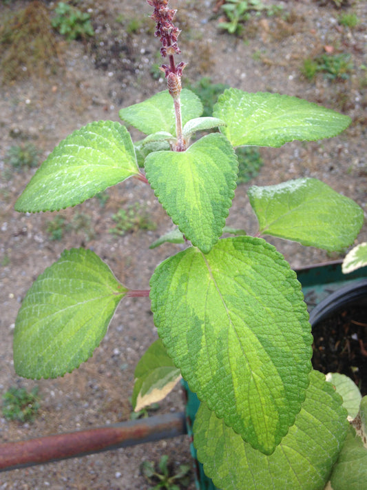 Plectranthus Hill House Reverse