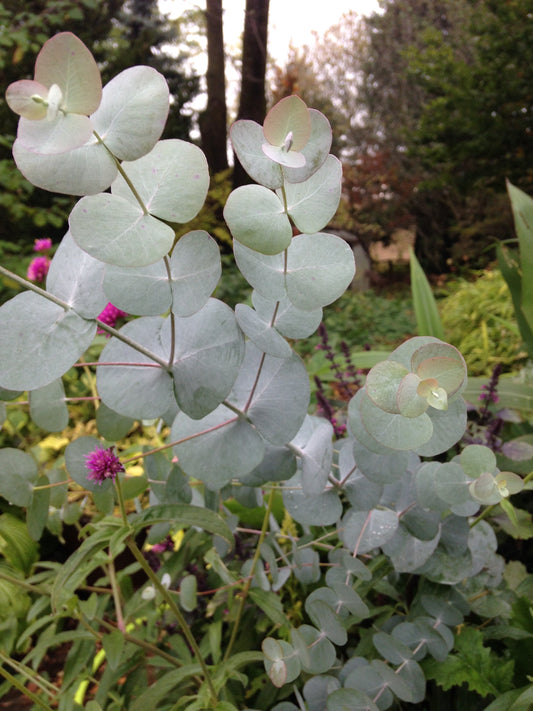 Eucalyptus cinerea Silver Dollar