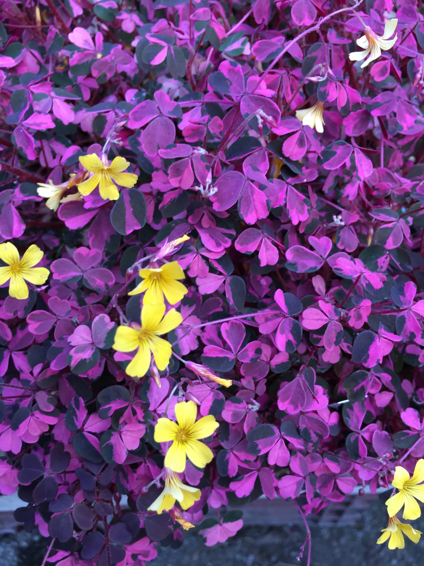 Oxalis Plum Crazy