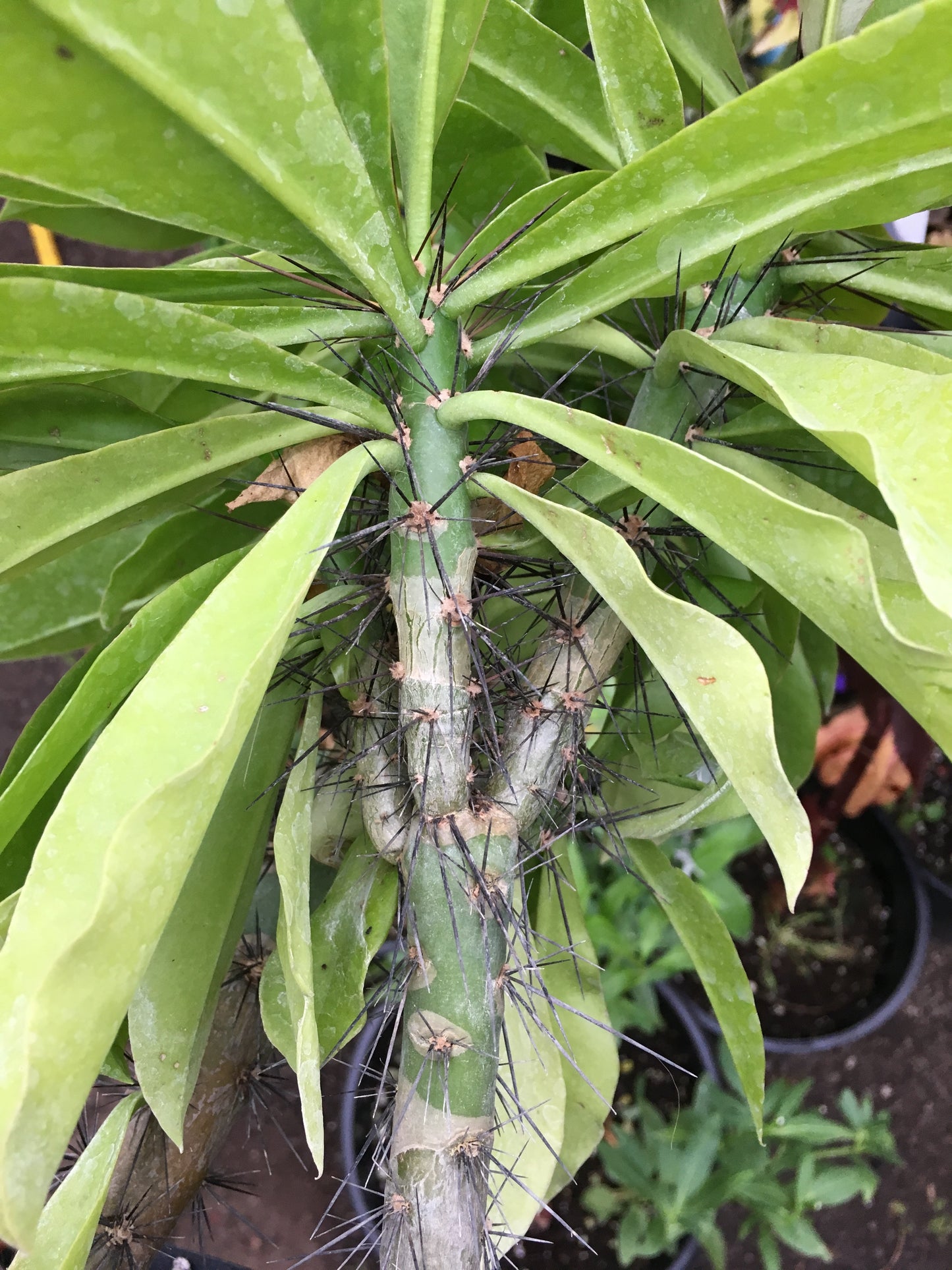 Pereskia grandifolia