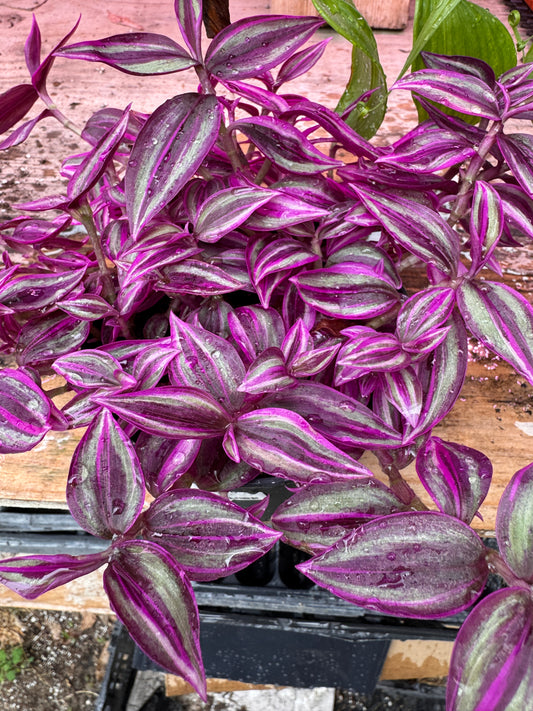 Tradescantia zebrina Pink Paradise