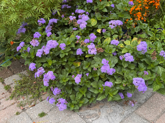 Ageratum Monarch Magic