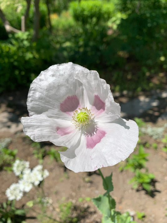 Papaver somniferum Elka - Mason House Garden