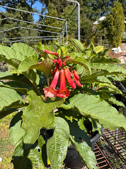 Iochroma fuchsioides