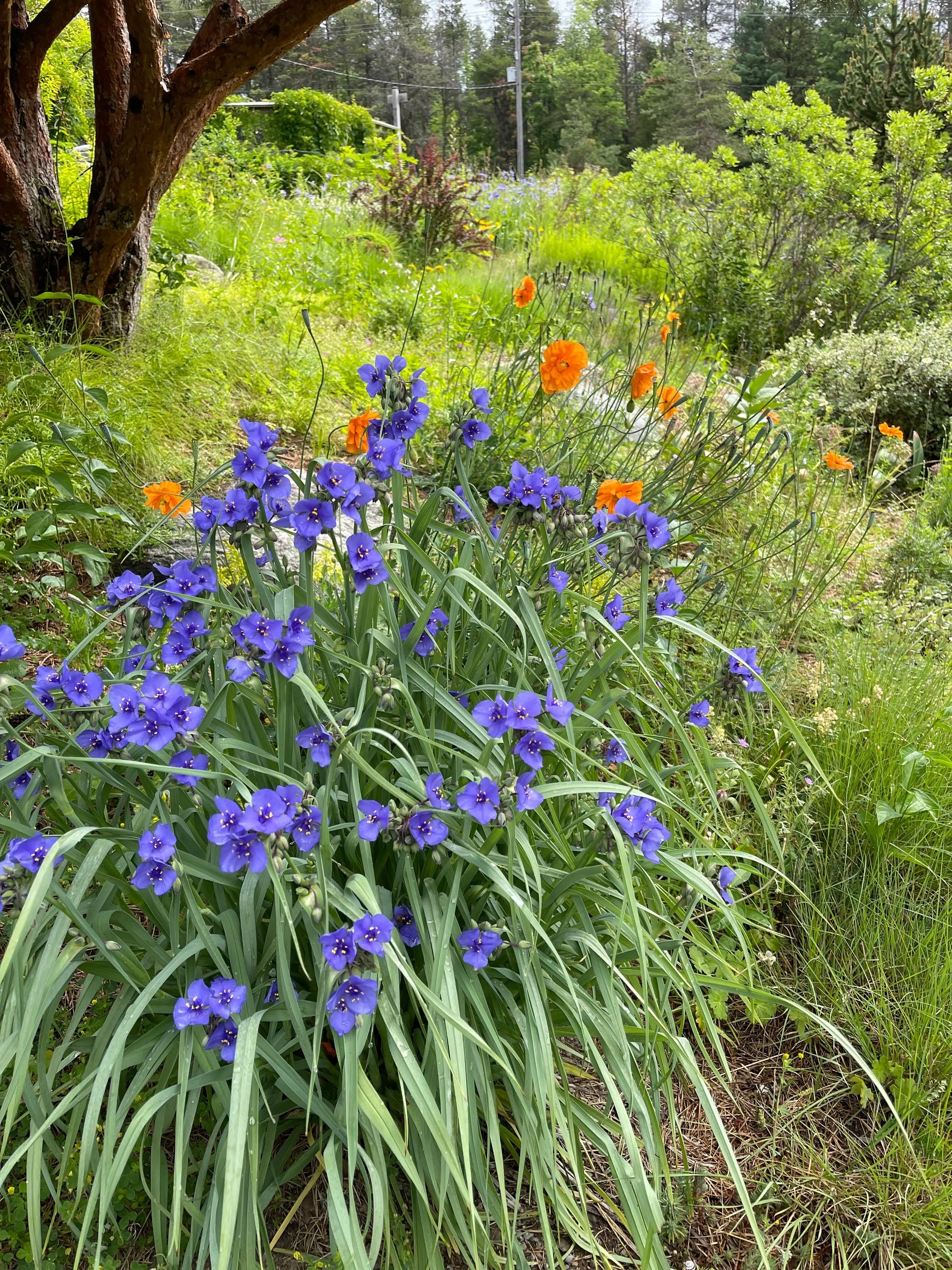 Tradescantia ohioensis - Mason House Garden