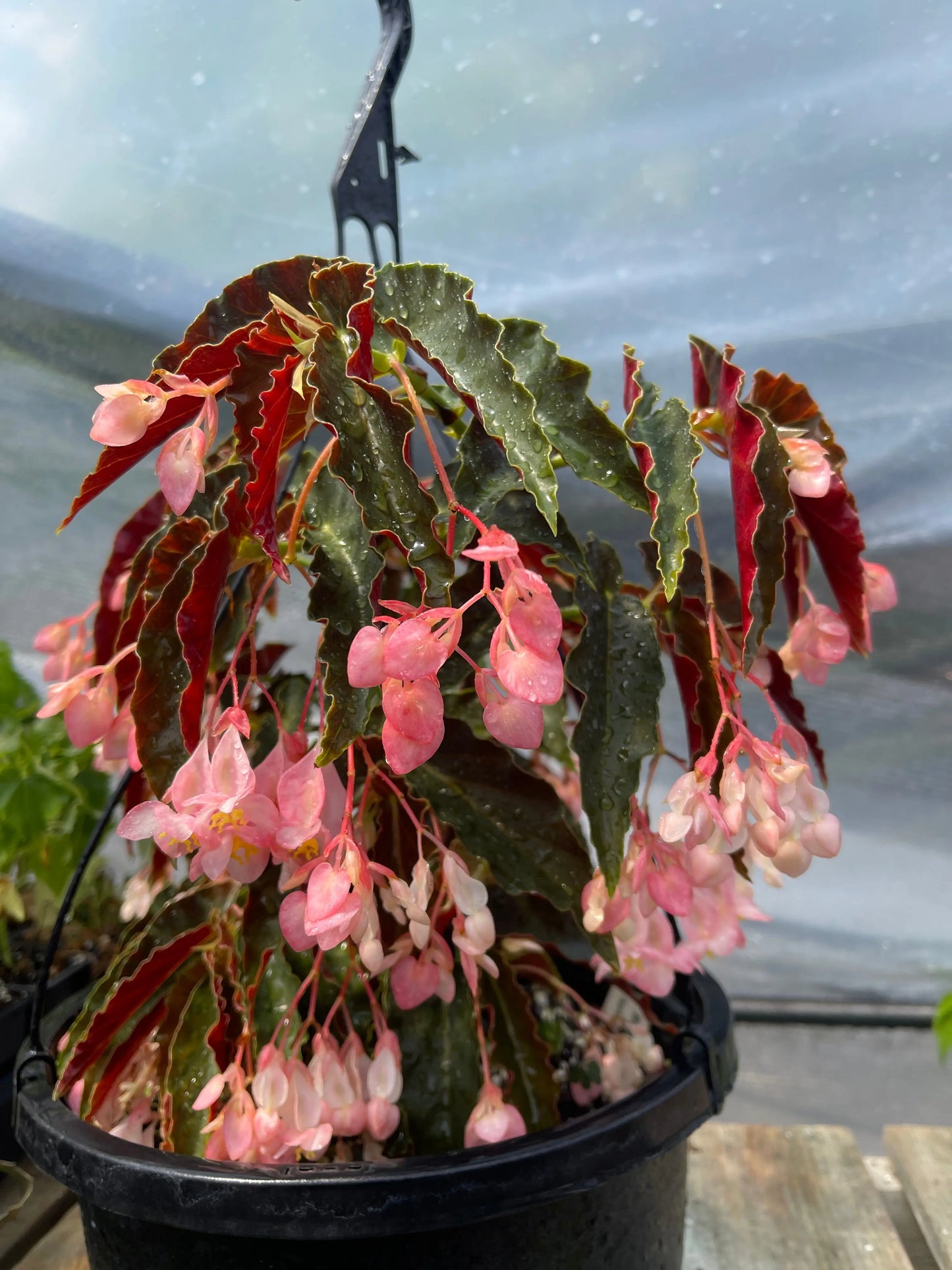 Begonia Jim's Cotton Candy - Mason House Garden