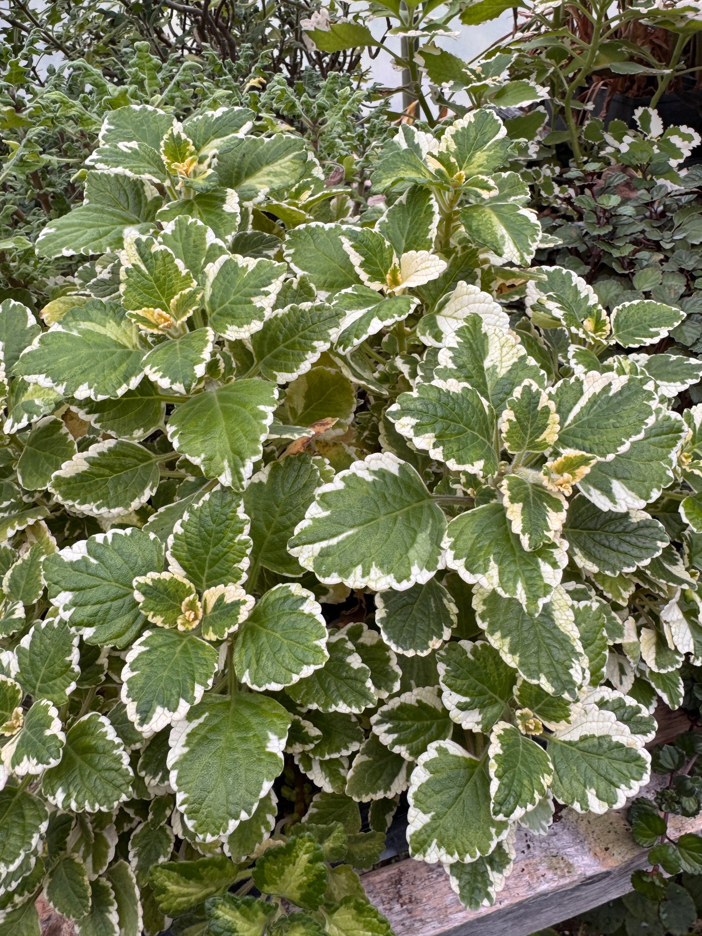 Plectranthus madagascariensis Variegated Mintleaf