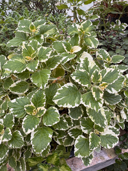 Plectranthus madagascariensis Variegated Mintleaf