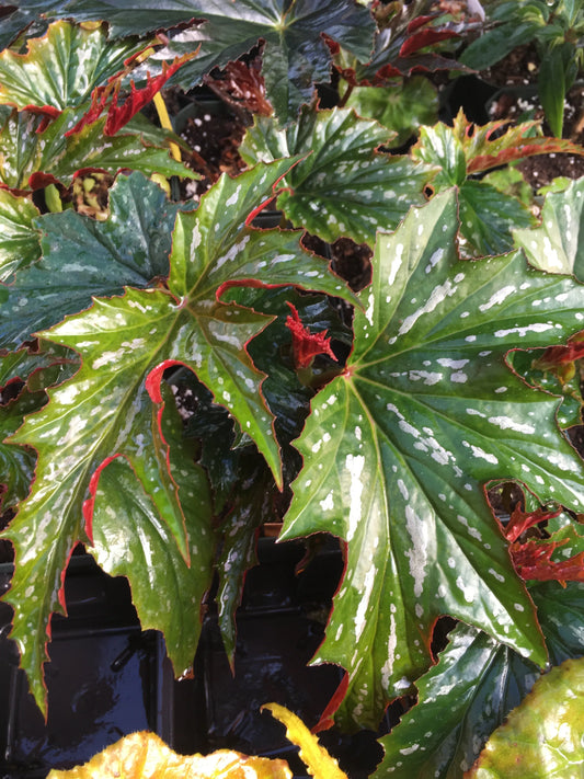 Begonia Sophie Cecile - Mason House Garden