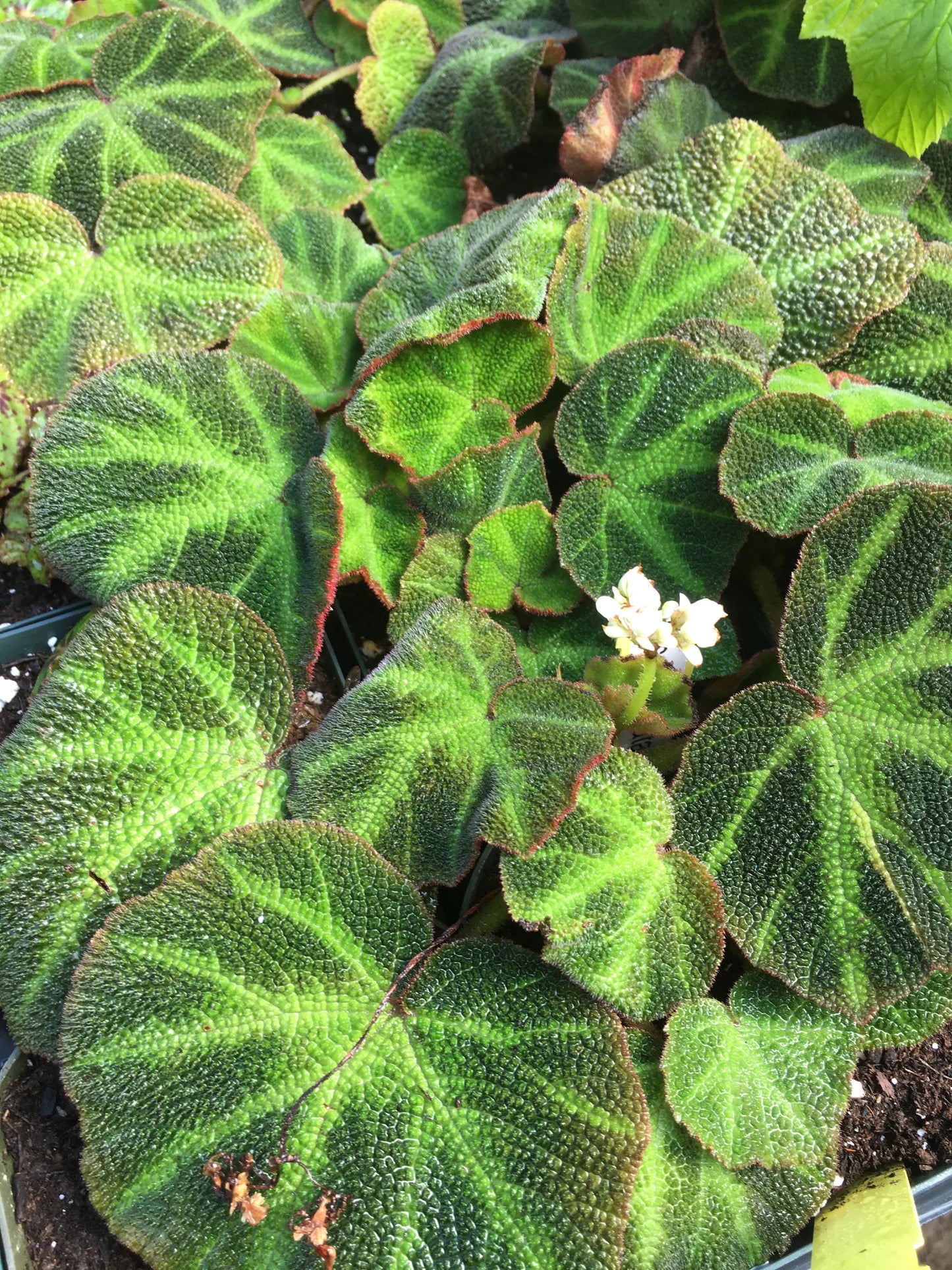 Begonia Soli-mutata - Mason House Garden