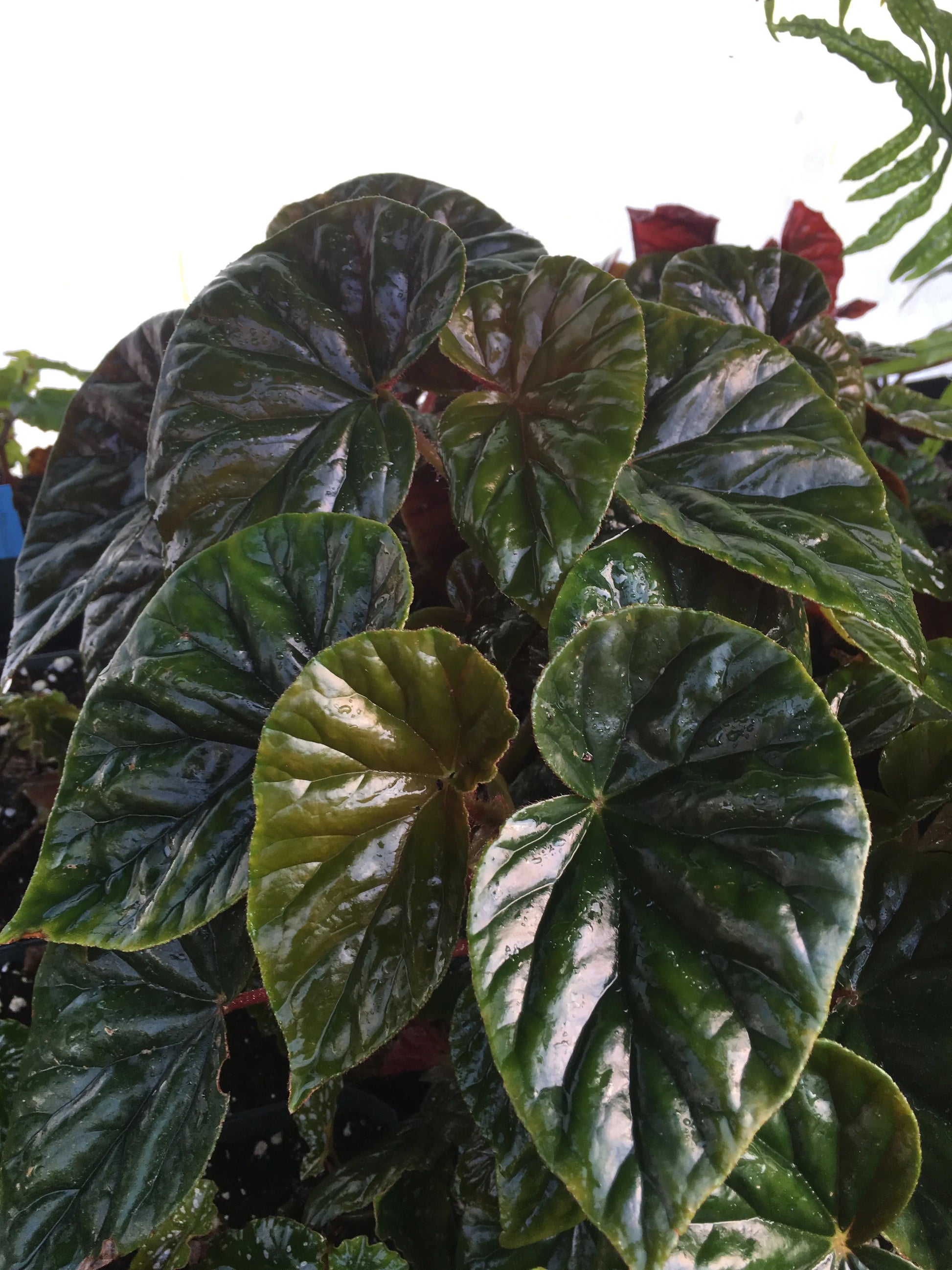 Begonia Thurstonii - Mason House Garden